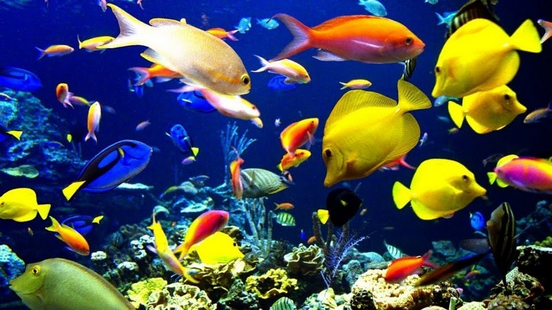 3 Tips Memelihara Ikan Hias Air Laut
